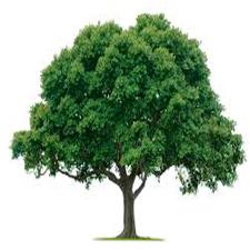 नगर पंचायत में पेड लगायें व लगानें में सहयोग करें